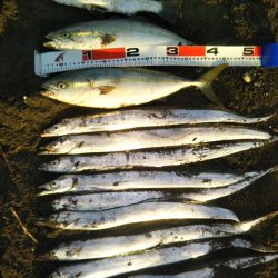 阿南市でツバス、シーバス、タチウオ好調