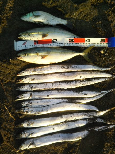 阿南市でツバス、シーバス、タチウオ好調