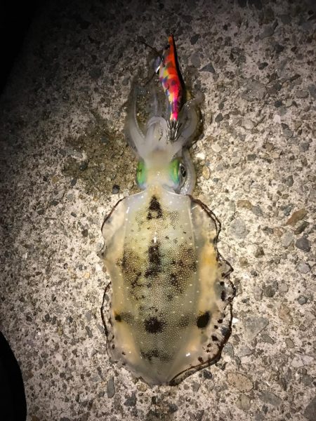 厳しいエギング