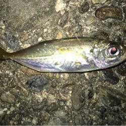 超豆アジの戯れ