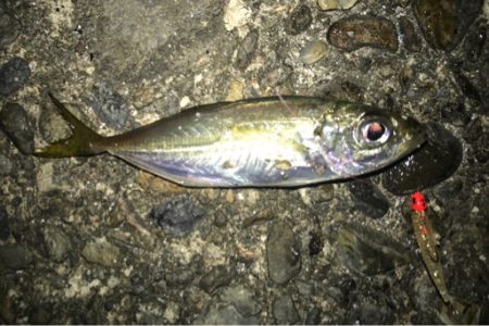 超豆アジの戯れ