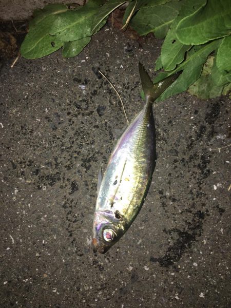 ニューロッドに鱗付！ アジング