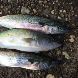 朝練してきました