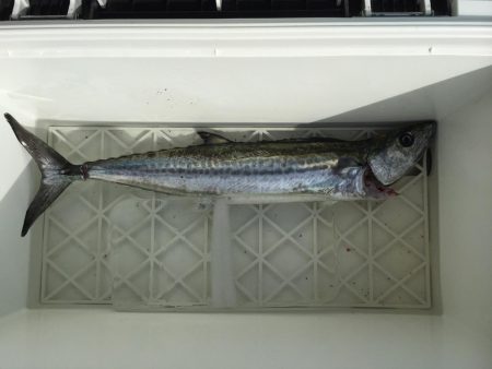 武庫川一文字でサゴシ