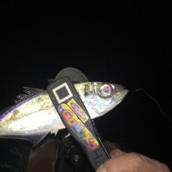 舞洲アジング絶好調