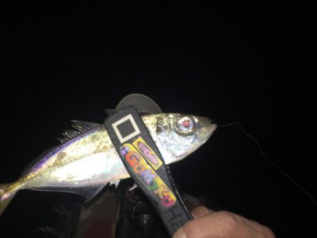 舞洲アジング絶好調