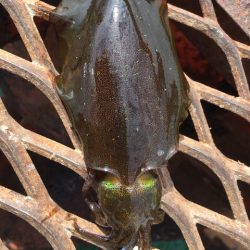 ルアーに反応しなくなったハマチ！アオリイカにマダイ