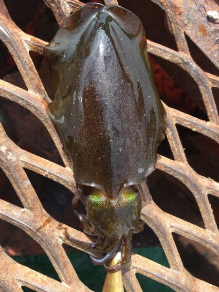 ルアーに反応しなくなったハマチ！アオリイカ…