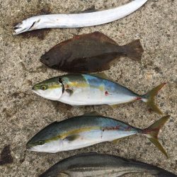 ショアジギングのはずが！