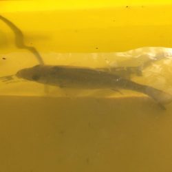 タチウオ来てます。