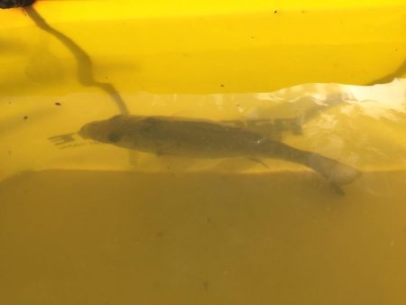 タチウオ来てます。