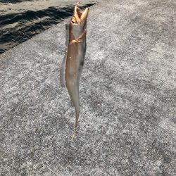 青物狙いでしたが。。。