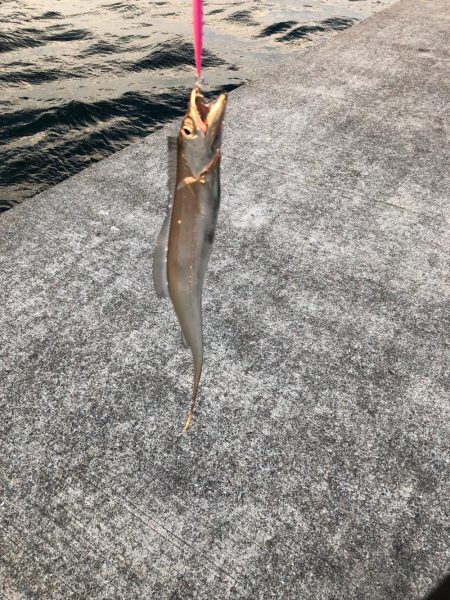 青物狙いでしたが。。。