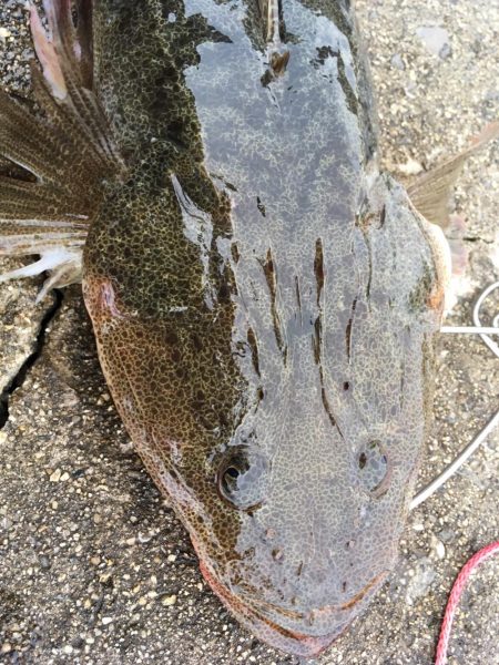 茶色いのんやけど