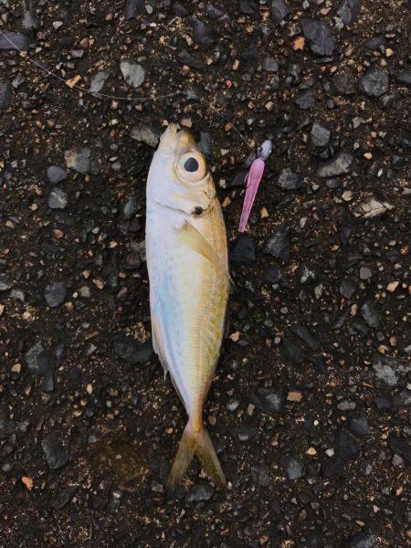 漁港ワームを使いました。