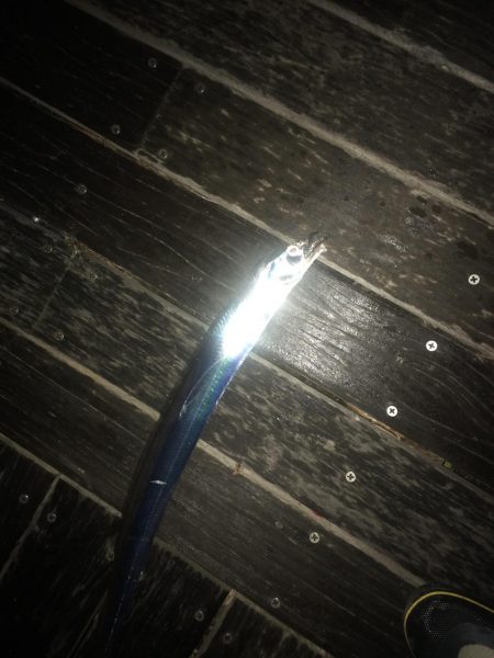 イワシの引き釣り