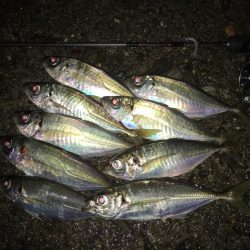 中アジ連発(･∀･)