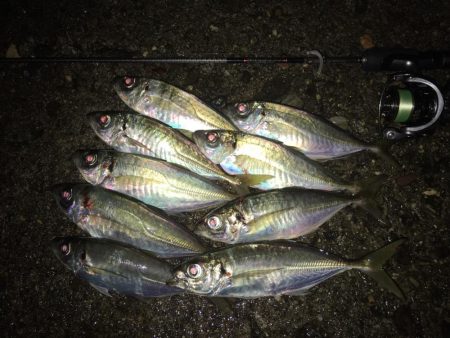 中アジ連発(･∀･)