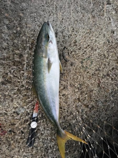 ハマチの回遊一瞬！