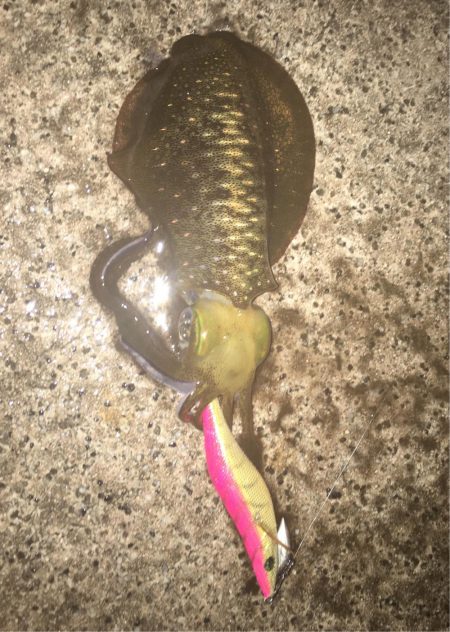 雨 小浜  エギング