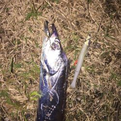 やっとタチウオ釣ったったわー