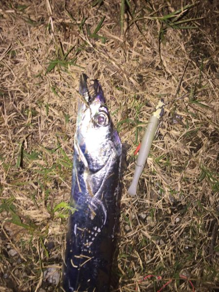 やっとタチウオ釣ったったわー