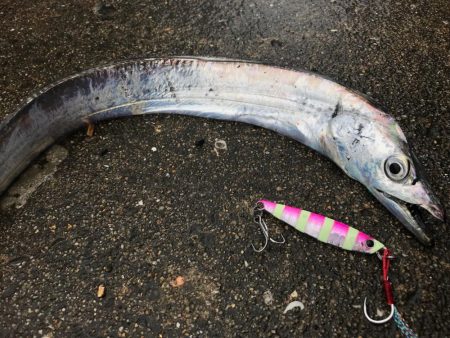 タチウオ、メッキ