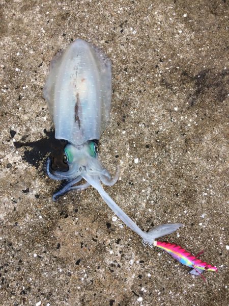 宮ノ浦でエギング