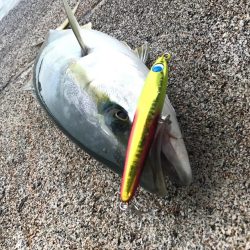 ハマチ祭り⁉︎