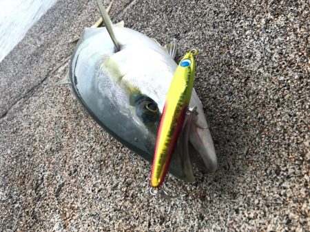 ハマチ祭り⁉︎