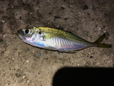 久しぶりのアジング