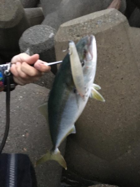 少し沖でハマチ連発！