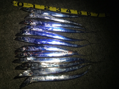 湾内タチウオ好調