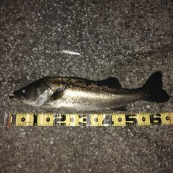 シーバス65センチ