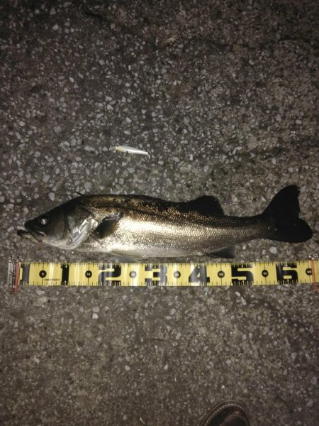 シーバス65センチ