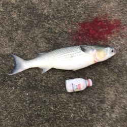 タチウオ、アジ爆釣