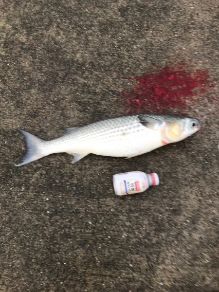 タチウオ、アジ爆釣