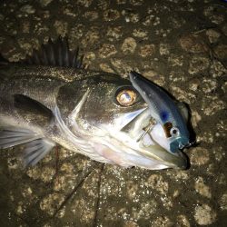 初シーバス！ゲット