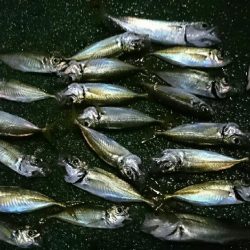 サーフアジング