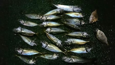 サーフアジング