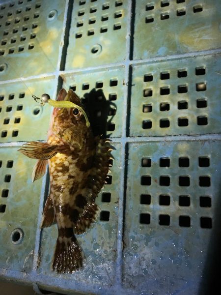 チビガシラのみ