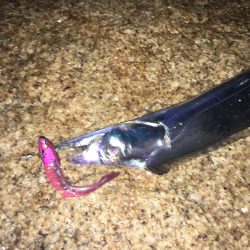 シーバス狙いが （汗）