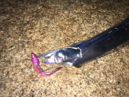 シーバス狙いが （汗）