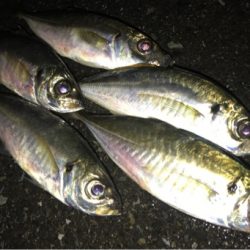 アジングにて初魚種