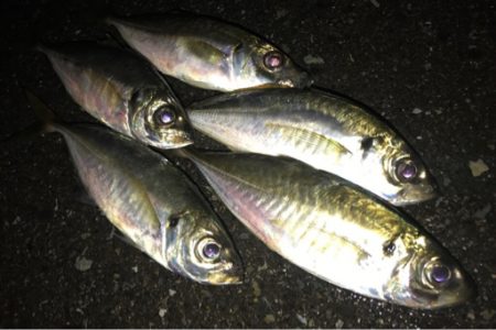 アジングにて初魚種