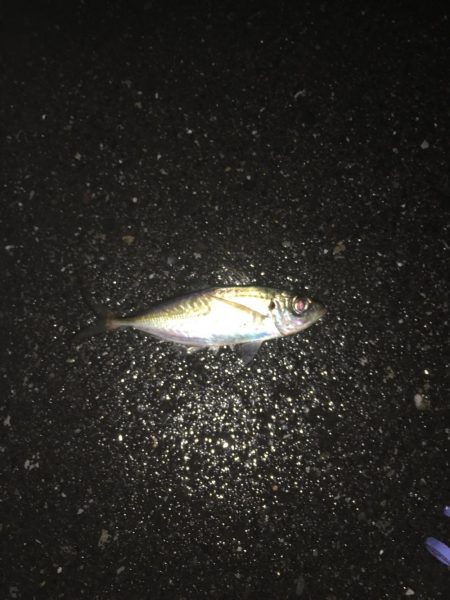 雨のアジング！