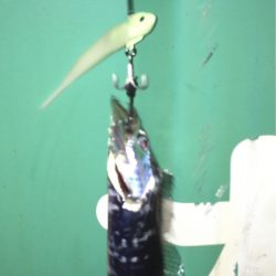 エコギアルアーいいね!