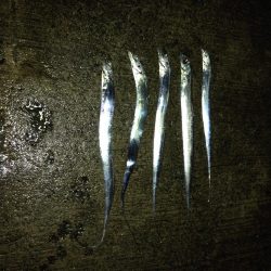 NEWロッドで良釣