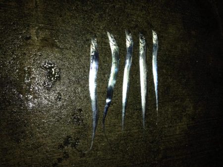 NEWロッドで良釣