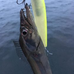 青物釣りたーい